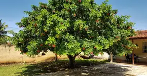 Foto: (Imagem sem texto alternativo disponivel ID [2709398])