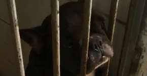 Fotos denunciam ‘canil do terror’ onde animais foram resgatados no RJ