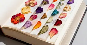 Foto: (Imagem sem texto alternativo disponivel ID [2672128])