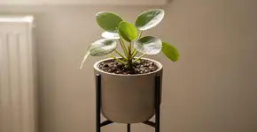 Foto: (Imagem sem texto alternativo disponivel ID [2729100])