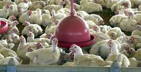 Foto: (Agência Brasil)