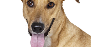 Foto: (Imagem sem texto alternativo disponivel ID [1894471])