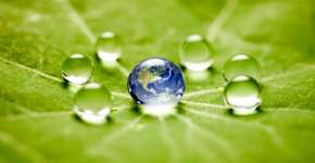 WWF oferece bolsas de estudo na área de conservação ambiental