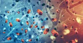 Vacina testada em ratos destrói câncer de mama mais agressivo