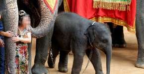 Foto: (Imagem sem texto alternativo disponivel ID [1869850])