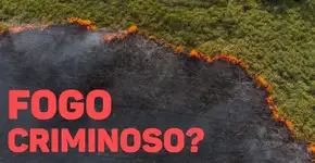 Entenda todos os desdobramentos das prisões em Alter do Chão