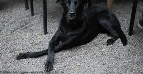 Conheça um espaço de eventos onde o cão é mais bem tratado do que o próprio dono