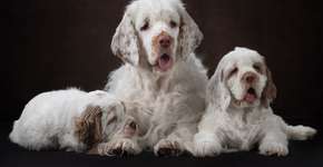 Foto: (Imagem sem texto alternativo disponivel ID [2755092])