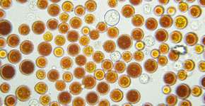 Foto: (NNehring/istock)