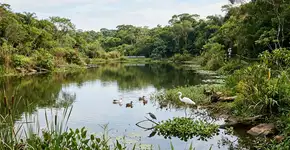 Ele construiu um lago para criar peixes e acabou criando um santuário de vida selvagem. A fazenda se transformou em um ecossistema vivo em apenas 1.000 dias