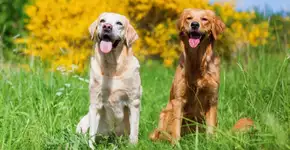 Foto: (Imagem sem texto alternativo disponivel ID [2689610])