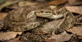 Foto: (Imagem sem texto alternativo disponivel ID [2717760])