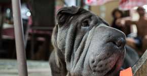 Serra Fluminense: leve seu cachorro em todos os programas