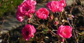 10 flores perfeitas para espaços pequenos e canteiros compactos