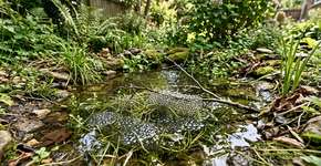 Ele cavou um “lago” de 60 cm no jardim e, em semanas, algo imprevisto ocorreu: cinco grupos de ovos de rã surgiram… e o quintal passou de um gramado inútil a um berçário de anfíbios