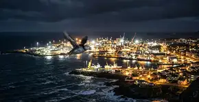 Adeus às luzes do porto: a poluição luminosa pode eliminar 40% da população mundial de papagaios-do-mar