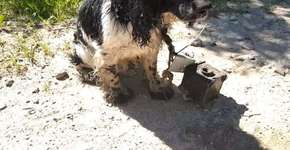 Homem coloca âncora no pescoço de cachorro e o joga em rio