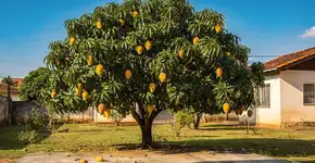 Foto: (Imagem sem texto alternativo disponivel ID [2687172])