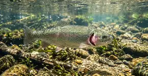Convivemos com essa certeza desde a infância, mas um peixe pode sim se afogar na água