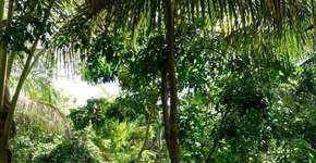 Foto: (Imagem sem texto alternativo disponivel ID [1868401])