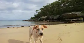 Cachorro na praia: devo ou não levar?