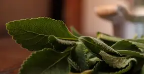 Foto: (Imagem sem texto alternativo disponivel ID [2655937])