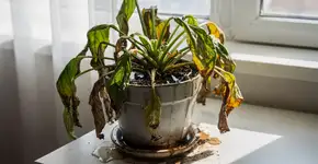 Foto: (Imagem sem texto alternativo disponivel ID [2719582])