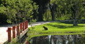 Parques no Rio: verdadeiros oásis em meio ao caos carioca