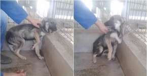 Cadela vítima de maus-tratos fica sem reação ao receber carinho pela primeira vez