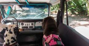 Trilha para todo o tipo de cachorro, até para os deficientes como a Ella