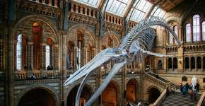 Foto: (Divulgação/TUI Musement)