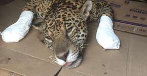 Animais típicos do Pantanal que você pode ajudar a salvar