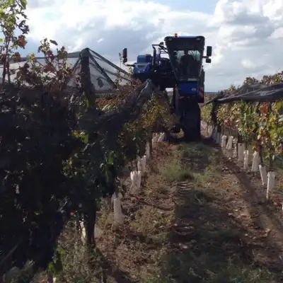  Na produção em larga escala, as uvas são colhidas por caminhões em processos automatizados.