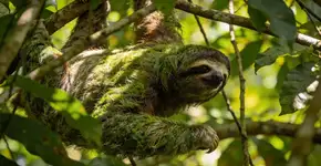 Foto: (Imagem sem texto alternativo disponivel ID [2707337])