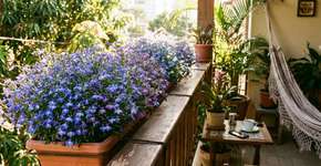 A lobélia pode ser a flor mais bonita do seu jardim da primavera ao outono.