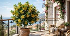 Uma árvore que pode ser cultivada em vaso e que perfuma o seu jardim com fragrância natural