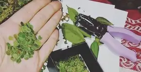 Saiba como fazer confetes sustentáveis com folhas e flores