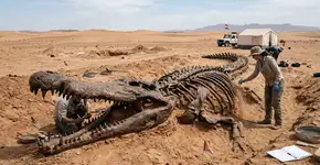 Enterrado a poucos centímetros sob as areias do Saara tunisiano, um fóssil intacto de crocodilo-marinho com 10 metros de comprimento foi encontrado