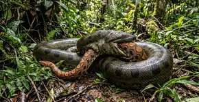 Dos Estados Unidos à Austrália, passando pelo Brasil e Índia: um mapa-múndi mostrando os locais onde cobras foram observadas devorando membros de sua própria espécie