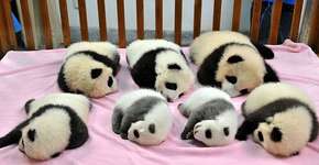 Foto: (Imagem sem texto alternativo disponivel ID [1833813])