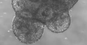 Foto: (Imagem sem texto alternativo disponivel ID [1894635])