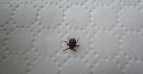 Foto: (avstraliavasin/istock)