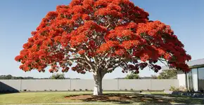 Foto: (Imagem sem texto alternativo disponivel ID [2721796])