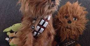 Foto: (Imagem sem texto alternativo disponivel ID [1071341])