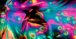 Foto: (Imagem sem texto alternativo disponivel ID [872003])