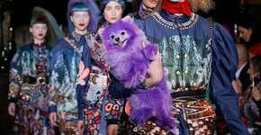 Cão é pintado de roxo para desfile de moda