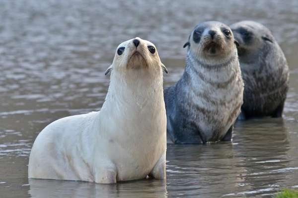A característica ausência completa ou parcial o pigmento na pele, unhas, cabelos e olhos resultam muitas vezes em belezas exóticas (Imagem: Reprodução/Buzz Feed)