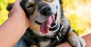 Rua Catraca Livre: adoção de cães e gatos no Beco do Batman