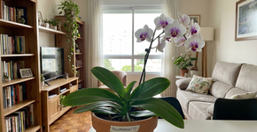 Foto: (Imagem sem texto alternativo disponivel ID [2740965])