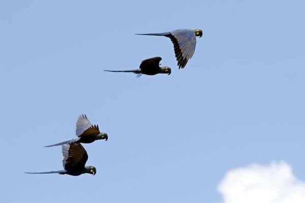 Arara Azul de Lear - por Adriano Gambarini